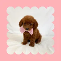 🩷CAVAPOO FEMALE🩷, a female Cavapoo and Poodle - Toy  for sale in Los Angeles, CA – Photo 5 of 9