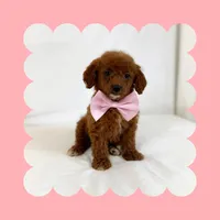 🩷CAVAPOO FEMALE🩷, a female Cavapoo and Poodle - Toy  for sale in Los Angeles, CA – Photo 2 of 9