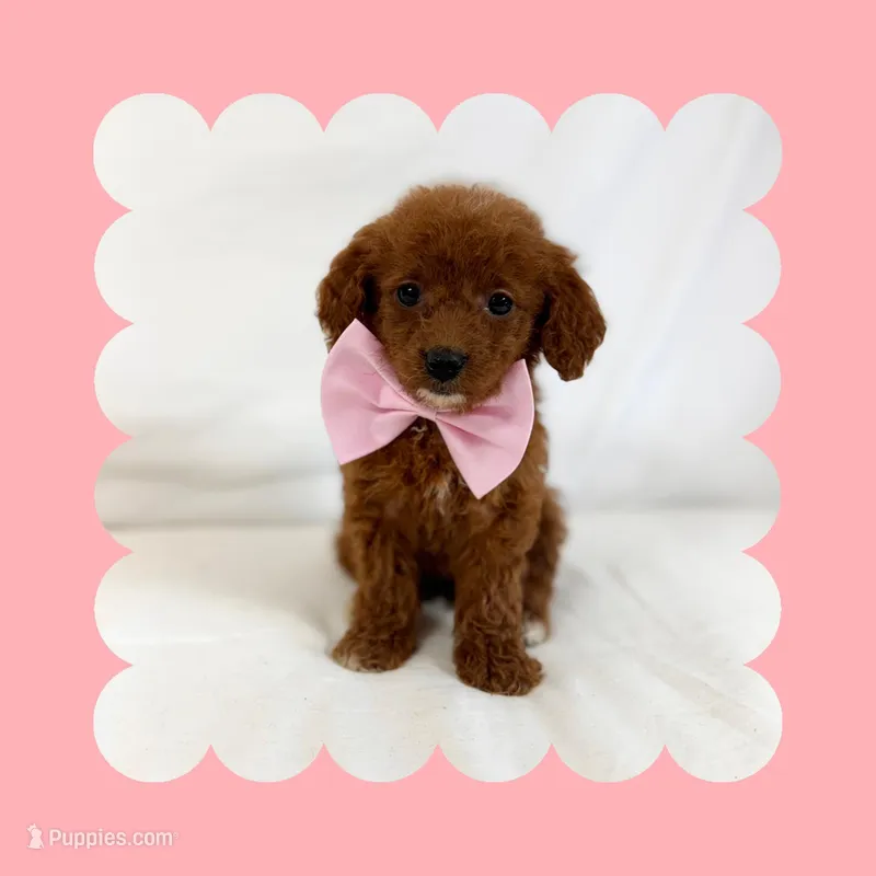 🩷CAVAPOO FEMALE🩷