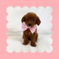 🩷CAVAPOO FEMALE🩷, a female Cavapoo and Poodle - Toy  for sale in Los Angeles, CA – Photo 1 of 9