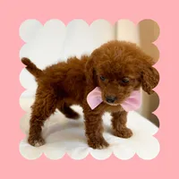 🩷CAVAPOO FEMALE🩷, a female Cavapoo and Poodle - Toy  for sale in Los Angeles, CA – Photo 8 of 9