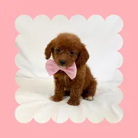🩷CAVAPOO FEMALE🩷, a female Cavapoo and Poodle - Toy  for sale in Los Angeles, CA – Photo 3 of 9