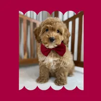 🎀MINI Bernedoodle🎀, a male Bernedoodle and Miniature Bernedoodle for sale in Los Angeles, CA – Photo 1 of 7