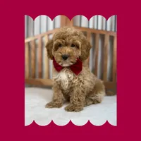 🎀MINI Bernedoodle🎀, a male Bernedoodle and Miniature Bernedoodle for sale in Los Angeles, CA – Photo 3 of 7