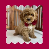 🎀MINI Bernedoodle🎀, a male Bernedoodle and Miniature Bernedoodle for sale in Los Angeles, CA – Photo 2 of 7