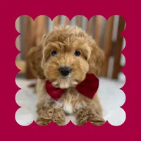 🎀MINI Bernedoodle🎀, a male Bernedoodle and Miniature Bernedoodle for sale in Los Angeles, CA – Photo 6 of 7