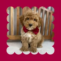 🎀MINI Bernedoodle🎀, a male Bernedoodle and Miniature Bernedoodle for sale in Los Angeles, CA – Photo 7 of 7