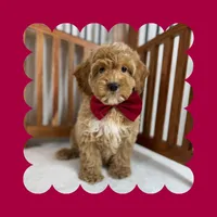 🎀MINI Bernedoodle🎀, a male Bernedoodle and Miniature Bernedoodle for sale in Los Angeles, CA – Photo 5 of 7