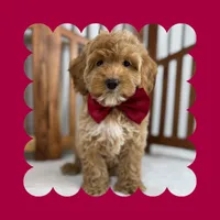 🎀MINI Bernedoodle🎀, a male Bernedoodle and Miniature Bernedoodle for sale in Los Angeles, CA – Photo 4 of 7