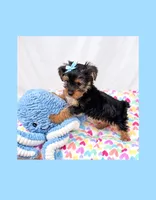 🩵Tiny Teacup Male🩵, a male Yorkshire Terrier for sale in Los Angeles, CA – 2 of 6