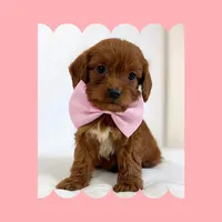 🩷CAVAPOO FEMALE🩷, a female Cavapoo and Poodle - Toy  for sale in Los Angeles, CA – Photo 7 of 10