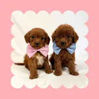 🩷CAVAPOO FEMALE🩷, a female Cavapoo and Poodle - Toy  for sale in Los Angeles, CA – Photo 2 of 10
