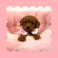 🩷CAVAPOO FEMALE🩷, a female Cavapoo and Poodle - Toy  for sale in Los Angeles, CA – Photo 8 of 10
