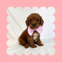 🩷CAVAPOO FEMALE🩷, a female Cavapoo and Poodle - Toy  for sale in Los Angeles, CA – Photo 5 of 10