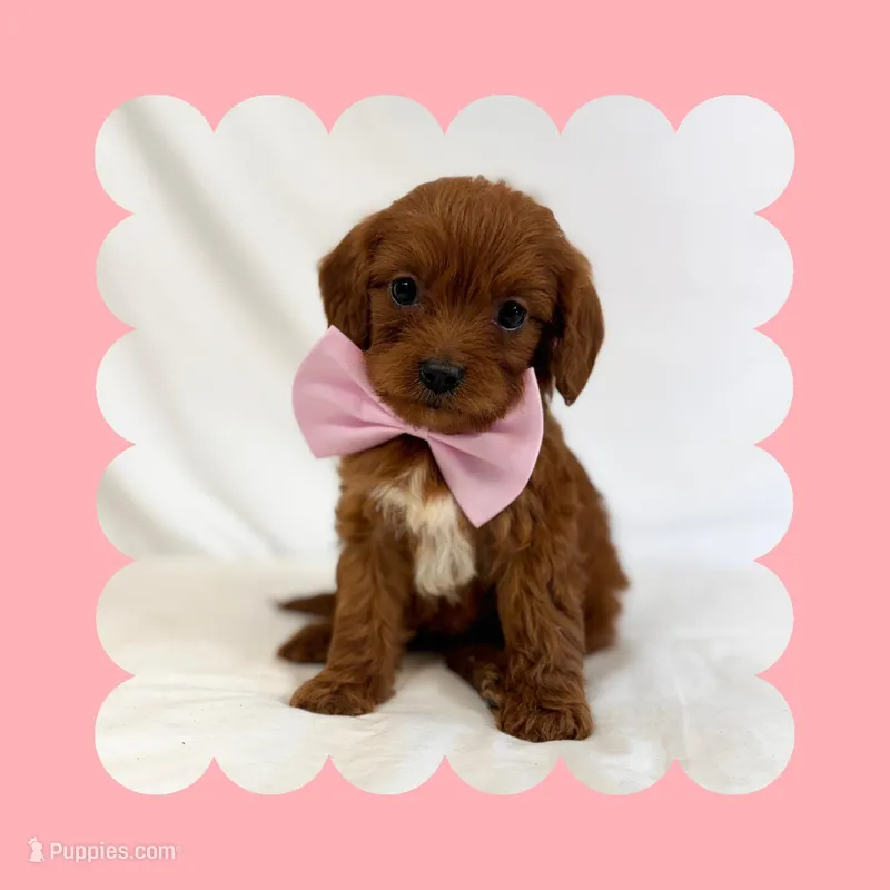 🩷CAVAPOO FEMALE🩷
