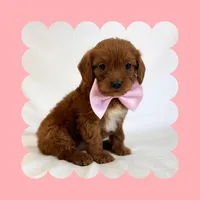 🩷CAVAPOO FEMALE🩷, a female Cavapoo and Poodle - Toy  for sale in Los Angeles, CA – Photo 3 of 10