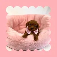 🩷CAVAPOO FEMALE🩷, a female Cavapoo and Poodle - Toy  for sale in Los Angeles, CA – Photo 9 of 10