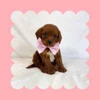 🩷CAVAPOO FEMALE🩷, a female Cavapoo and Poodle - Toy  for sale in Los Angeles, CA – Photo 10 of 10