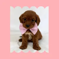 🩷CAVAPOO FEMALE🩷, a female Cavapoo and Poodle - Toy  for sale in Los Angeles, CA – Photo 4 of 10