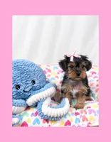 🎀Tiny Teacup Female🎀, a female Yorkshire Terrier for sale in Los Angeles, CA – 5 of 8