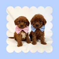 🩷CAVAPOO MALE🩷, a male Cavapoo and Poodle - Toy  for sale in Los Angeles, CA – Photo 6 of 8
