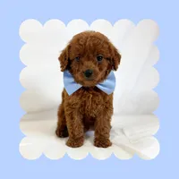 🩷CAVAPOO MALE🩷, a male Cavapoo and Poodle - Toy  for sale in Los Angeles, CA – Photo 3 of 8