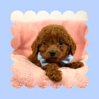 🩷CAVAPOO MALE🩷, a male Cavapoo and Poodle - Toy  for sale in Los Angeles, CA – Photo 8 of 8