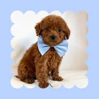 🩷CAVAPOO MALE🩷, a male Cavapoo and Poodle - Toy  for sale in Los Angeles, CA – Photo 7 of 8