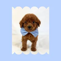 🩷CAVAPOO MALE🩷, a male Cavapoo and Poodle - Toy  for sale in Los Angeles, CA – Photo 2 of 8