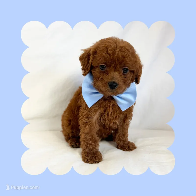 🩷CAVAPOO MALE🩷
