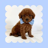 🩷CAVAPOO MALE🩷, a male Cavapoo and Poodle - Toy  for sale in Los Angeles, CA – Photo 4 of 8