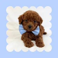 🩷CAVAPOO MALE🩷, a male Cavapoo and Poodle - Toy  for sale in Los Angeles, CA – Photo 5 of 8