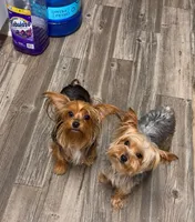 🩵Tiny Teacup Male🩵, a male Yorkshire Terrier for sale in Los Angeles, CA – 6 of 6