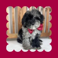 🎀MINI Bernedoodle🎀, a female Bernedoodle and Miniature Bernedoodle for sale in Los Angeles, CA – Photo 4 of 7