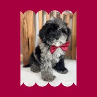 🎀MINI Bernedoodle🎀, a female Bernedoodle and Miniature Bernedoodle for sale in Los Angeles, CA – Photo 2 of 7