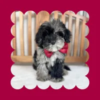 🎀MINI Bernedoodle🎀, a female Bernedoodle and Miniature Bernedoodle for sale in Los Angeles, CA – Photo 6 of 7