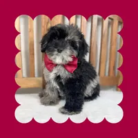 🎀MINI Bernedoodle🎀, a female Bernedoodle and Miniature Bernedoodle for sale in Los Angeles, CA – Photo 7 of 7