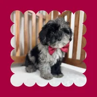 🎀MINI Bernedoodle🎀, a female Bernedoodle and Miniature Bernedoodle for sale in Los Angeles, CA – Photo 3 of 7