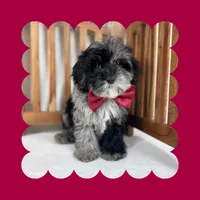 🎀MINI Bernedoodle🎀, a female Bernedoodle and Miniature Bernedoodle for sale in Los Angeles, CA – Photo 5 of 7