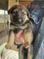 Purple Girl, a female German Shepherd Dog for sale in Westminster, SC – Photo 1 of 8
