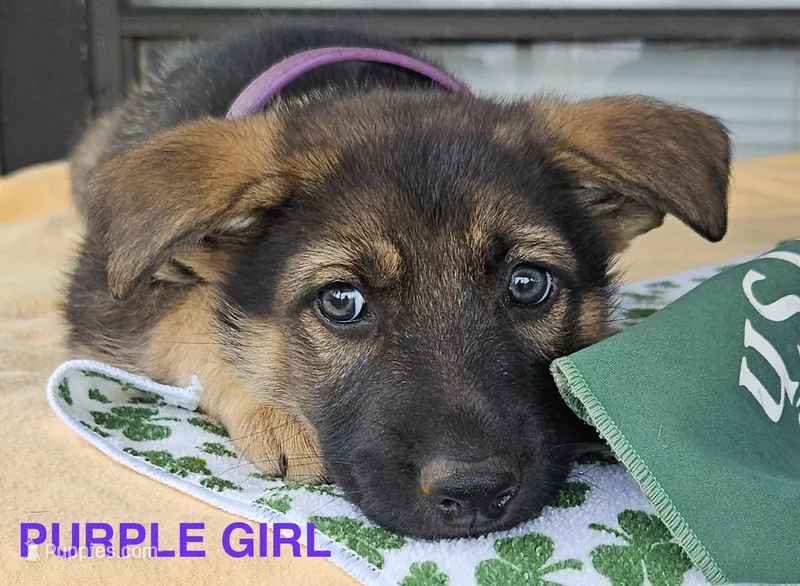 Purple Girl – German Shepherd Dog puppy for sale in Westminster, SC