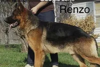 Purple Girl, a female German Shepherd Dog for sale in Westminster, SC – Photo 4 of 8