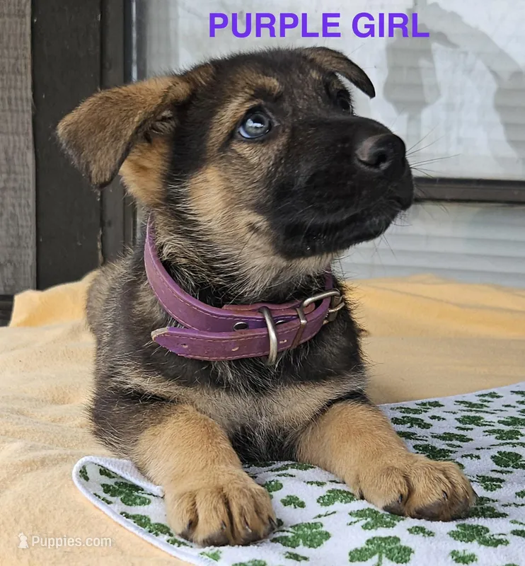 Purple Girl