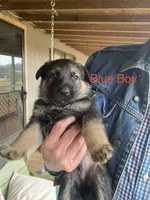 Blue Boy, a male German Shepherd Dog for sale in Westminster, SC – Photo 1 of 8