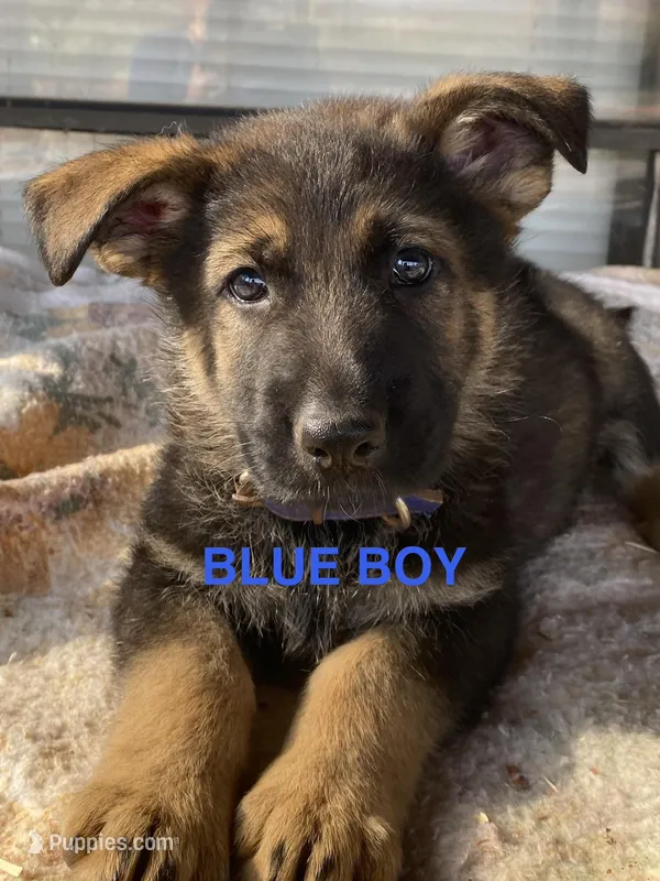 Blue Boy