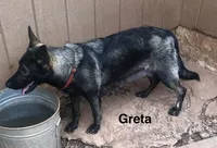 Green boy, a male German Shepherd Dog for sale in Westminster, SC – Photo 8 of 8