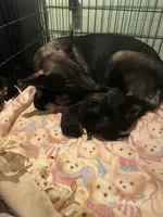 Orange boy, a male German Shepherd Dog for sale in Westminster, SC – Photo 2 of 8