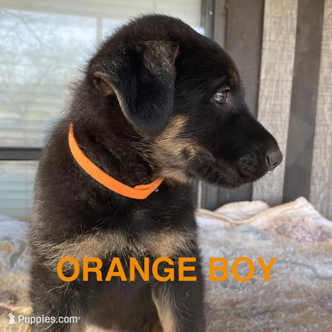 Orange boy