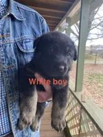 White boy, a male German Shepherd Dog for sale in Westminster, SC – Photo 1 of 8