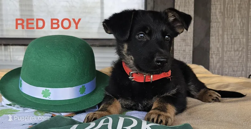 Red boy – German Shepherd Dog puppy for sale in Westminster, SC